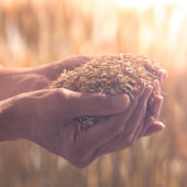 Come la Cina contribuisce alla sicurezza alimentare globale